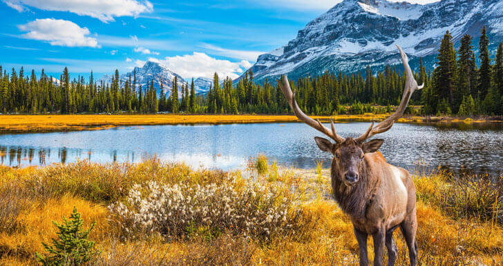 Rocky Mountain National Park, Canada moose