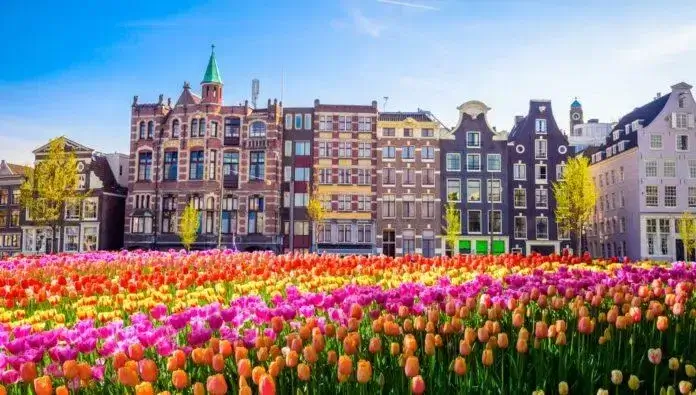 Tulip in Amsterdam