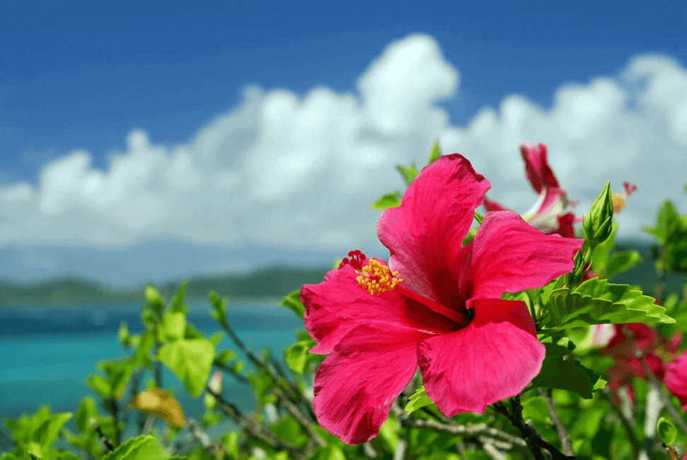 hawaii-islands-flowers