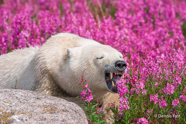 polar-bears-canada-Summer