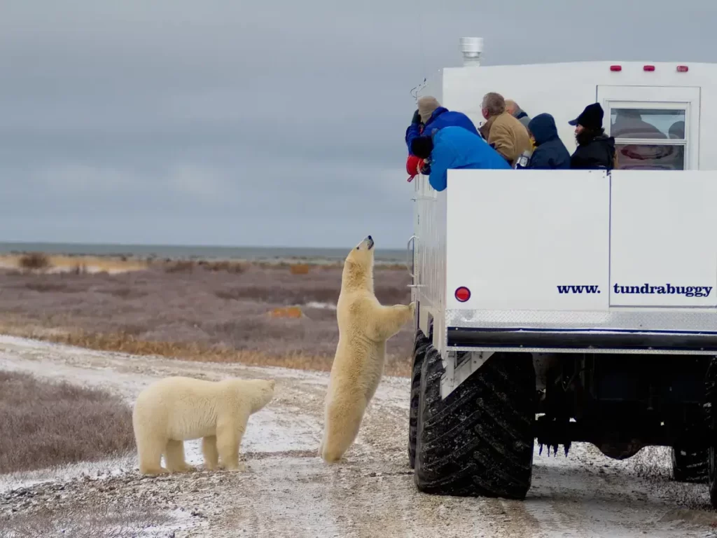 Churchill-polar-bears