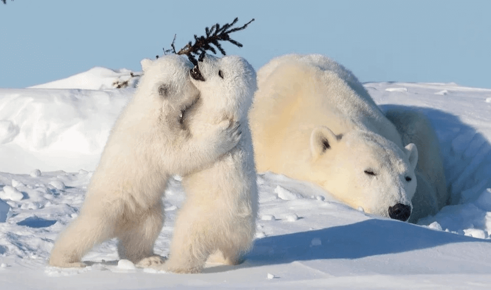 polar-bears-cute