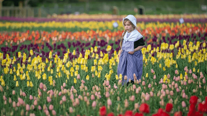 Top 7 trendy facts about Tulips in the Netherlands