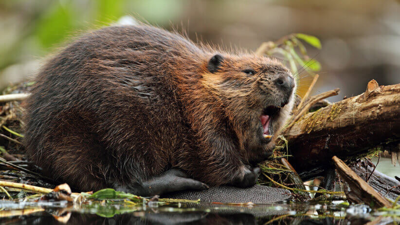 beavers-Canada-national-animal-eat