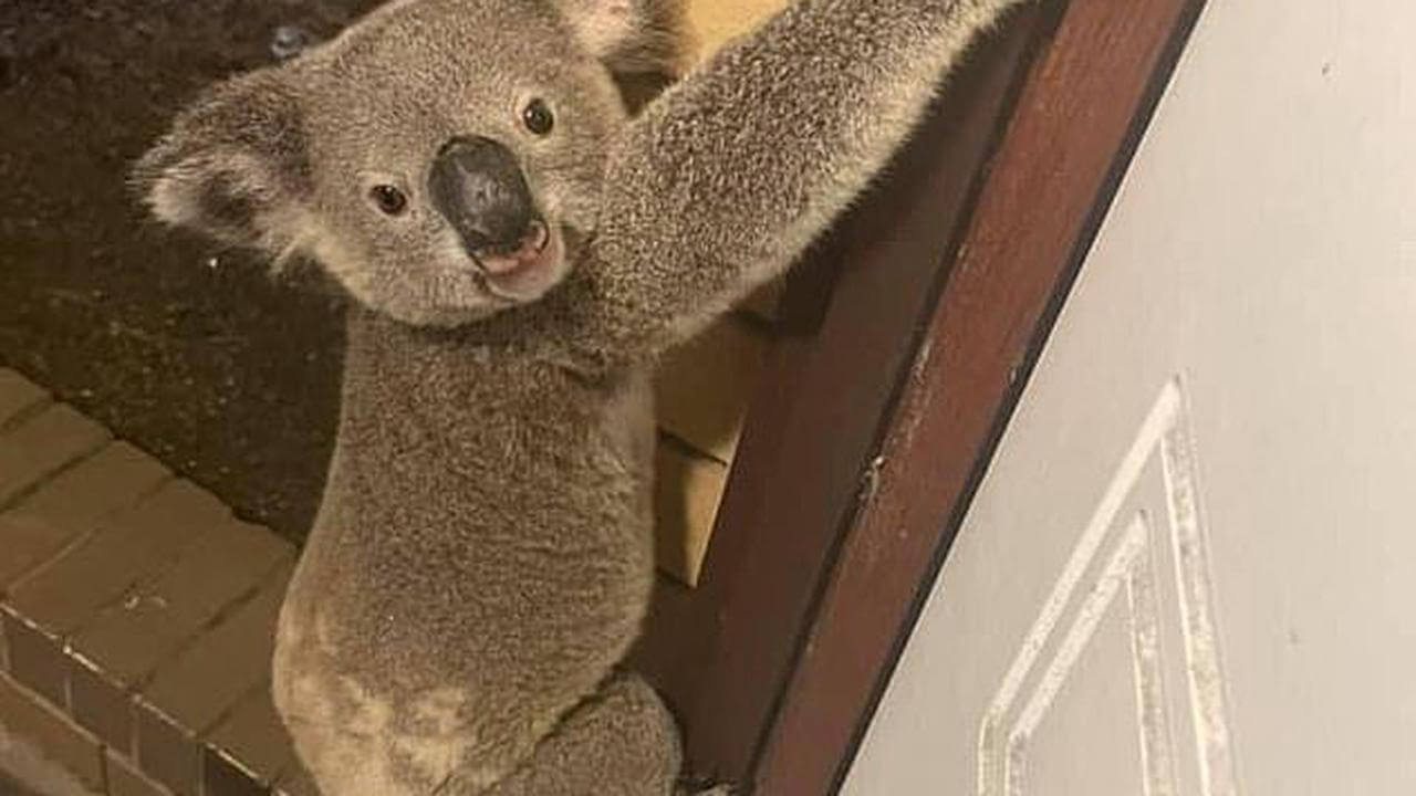 koala-climbing-up-front-door