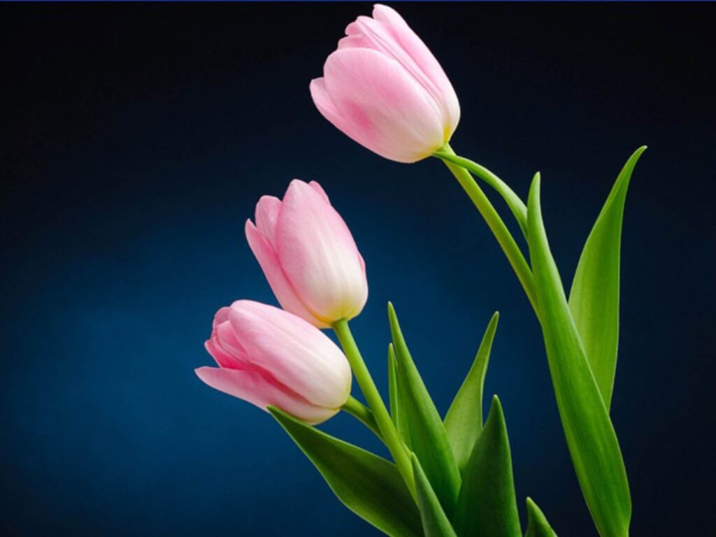 The word "tulip" is derived from the word "turban".