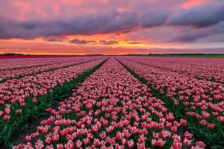 tulip-field-netherlands