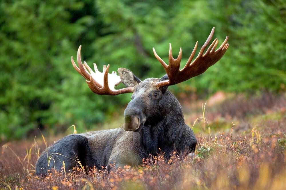 moose-alberta