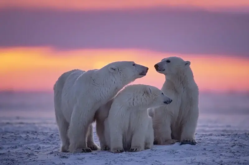 polar-bears-canada