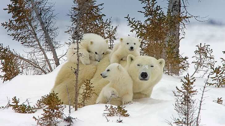 polar-bears-canada-Winter