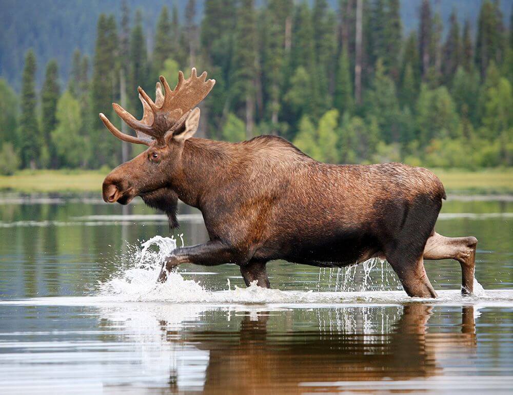 Moose 