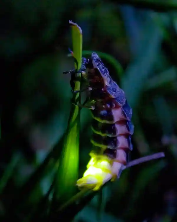 Glowworms