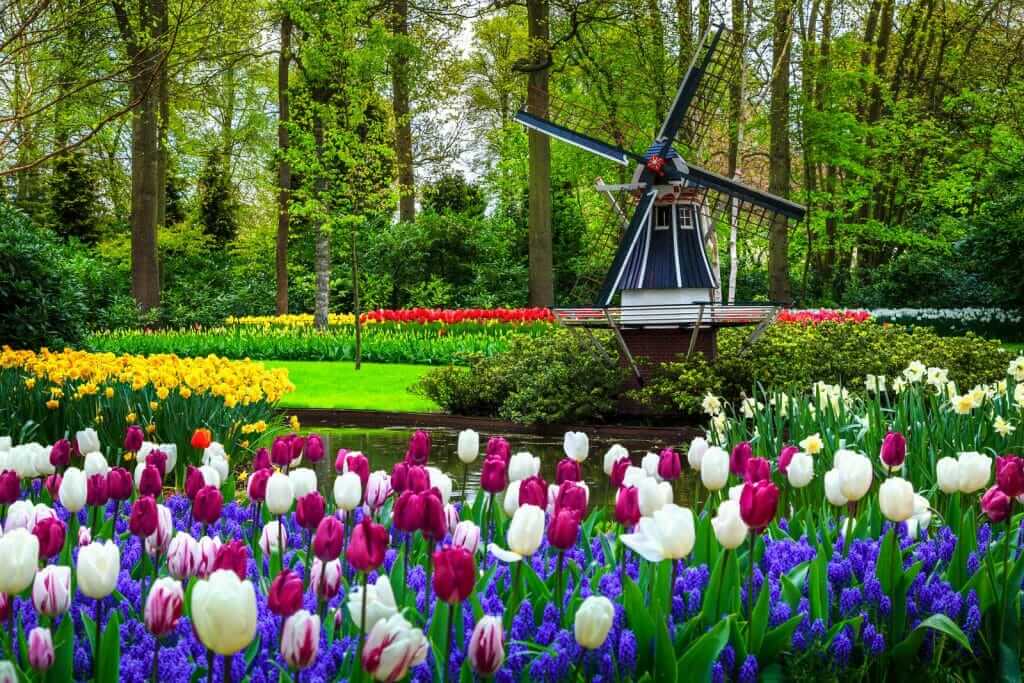 Spring-Opening-Of-Keukenhof-Gardens