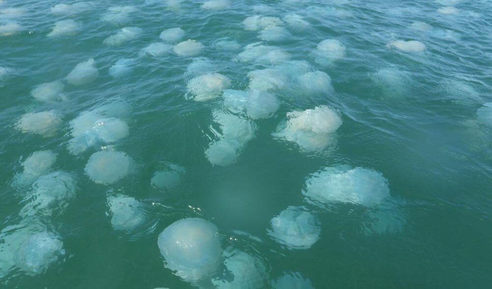 Jellyfish-in-the-ocean