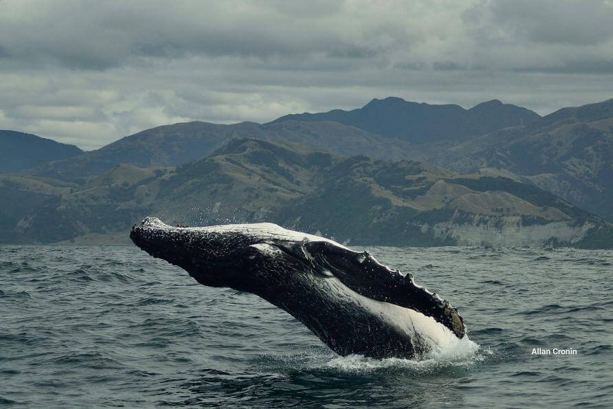 Watch-Humpback-Whales-in-Kaikoura-Best-Things-To-Do-In-New-Zealand