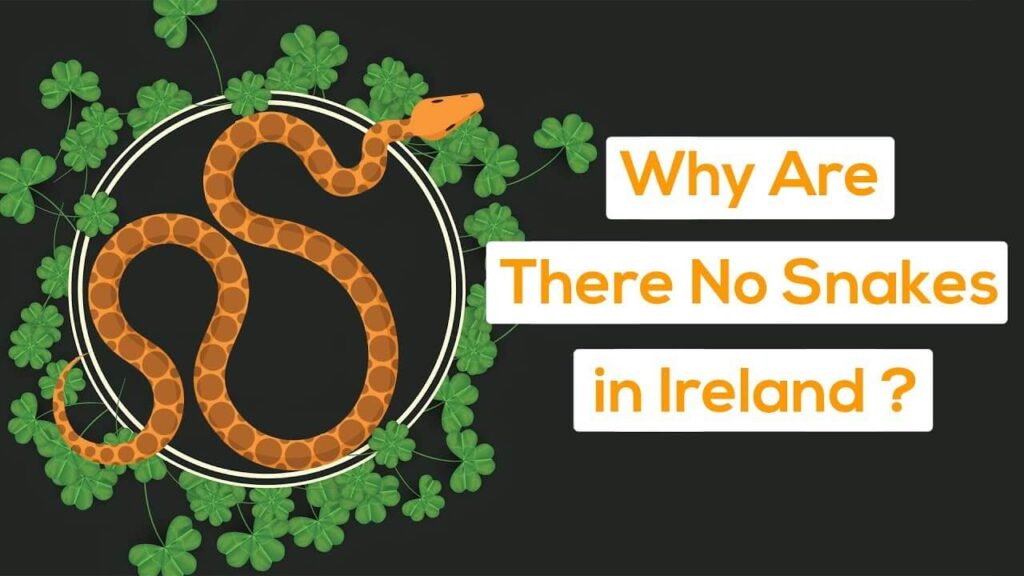 There-are-no-snakes-in-Ireland