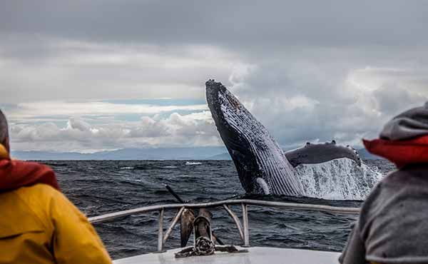 Whale-watching-canada