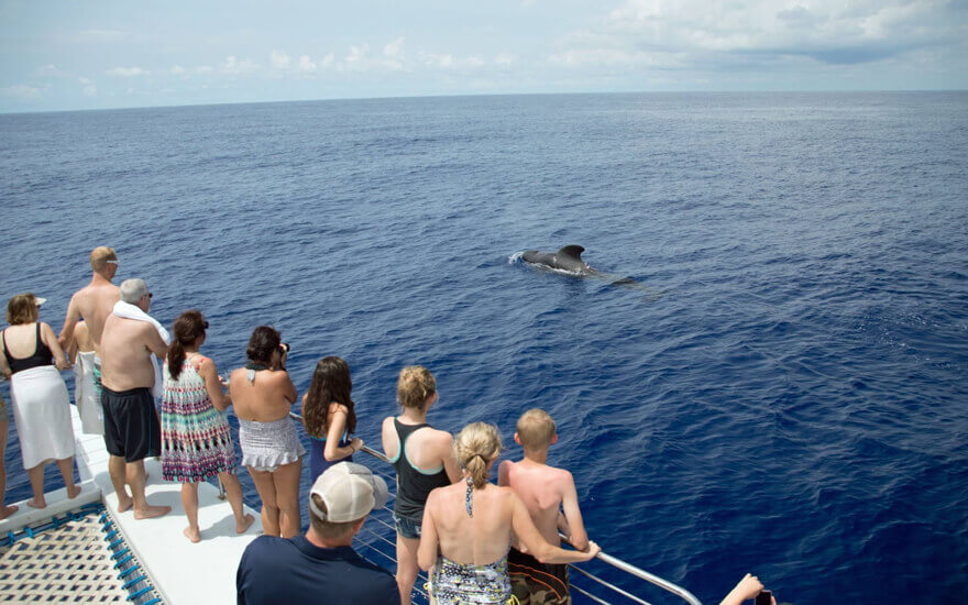 Watching-Whales-on-Boat-Tour