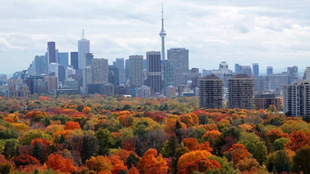 They-Plant-More-Than-10-Million-Trees-In-The-City