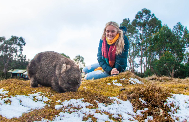 wombat-in-snow-tasmania_0