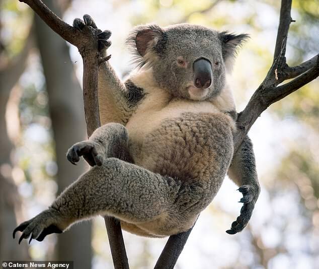 koala-laid-back