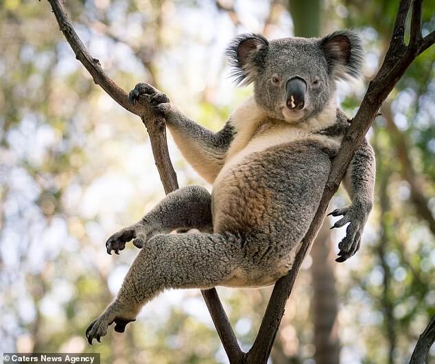 koala-laid-back