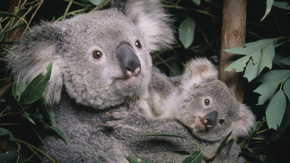 Koala-australia