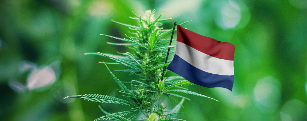 Is-Cannabis-Legal-In-The-Netherlands?