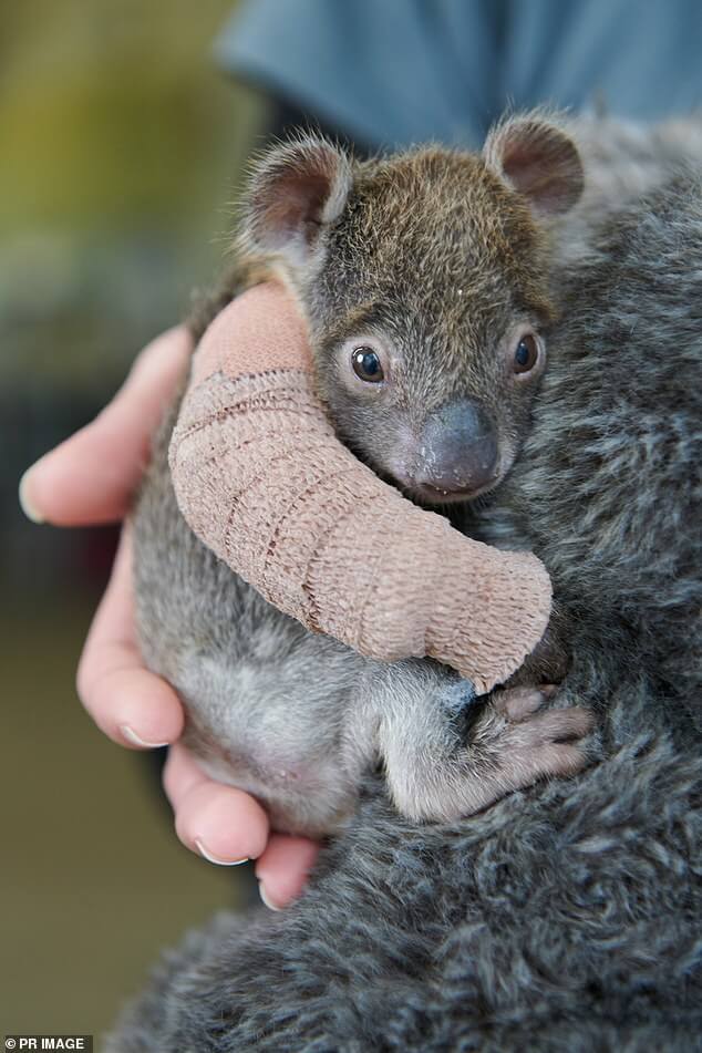 5-month-old-orphaned-koala-has-to-cast-a-cast-on-his-arm