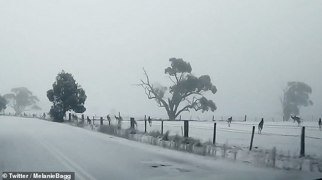 kangaroos-playing-in-the-snow