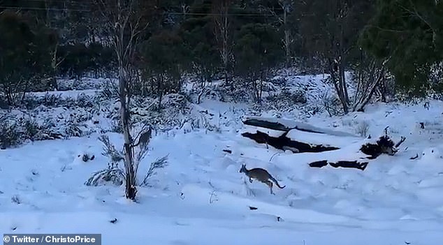 kangaroos-playing-in-the-snow