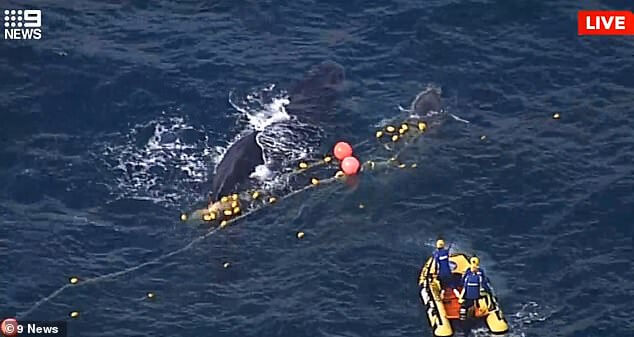 humpback-whale-trapped-in-shark-nets