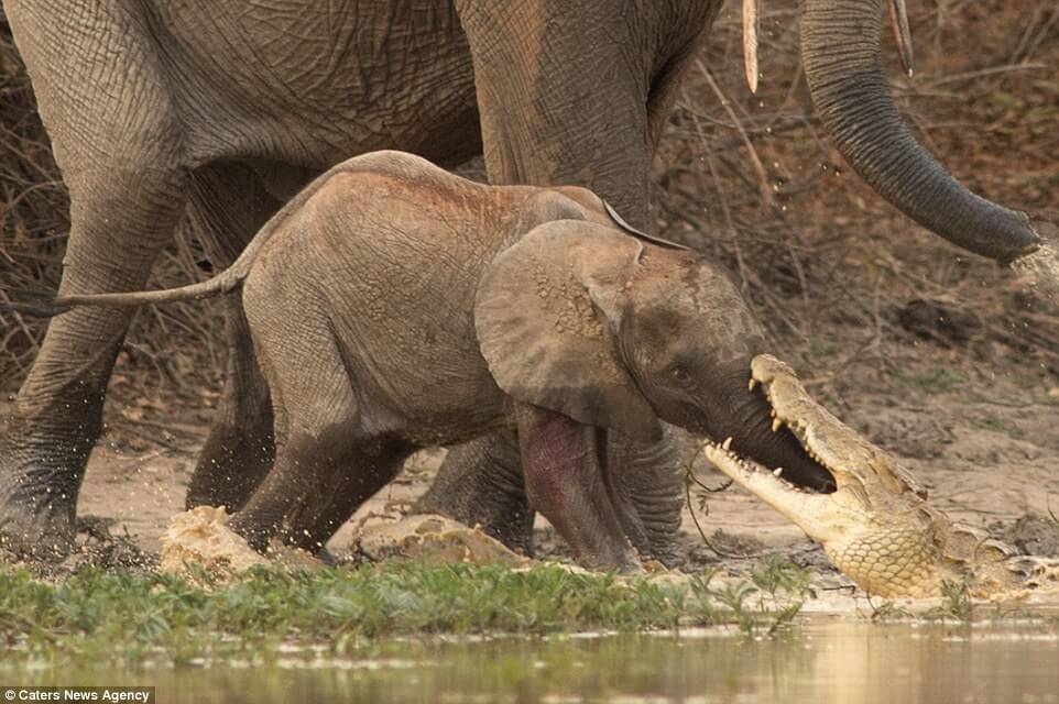Baby-elephant-escapes-from-crocodile