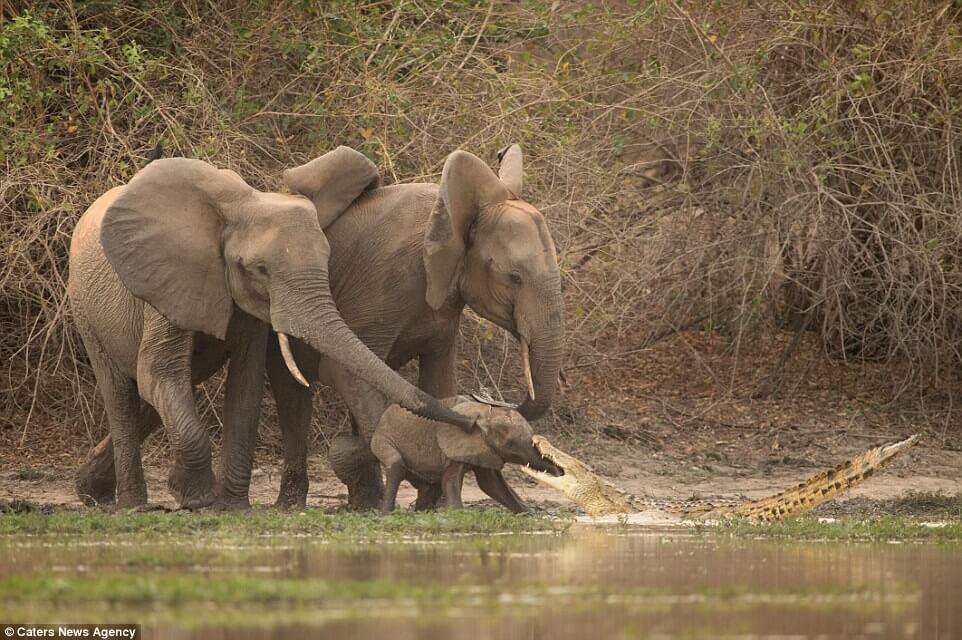 Baby-elephant-escapes-from-crocodile