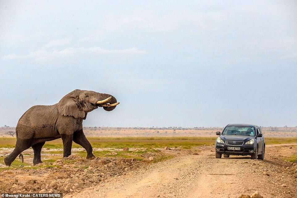 elephant-chases-car-Kenya