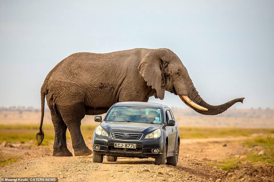 elephant-chases-car-Kenya