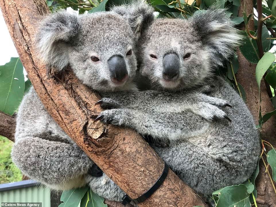 koalas-cuddling