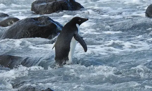 Adélie-penguin-lost-new-zealand