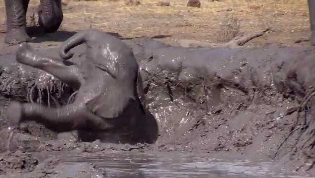 Baby-elephant-try-escape-mud-in-South Africa