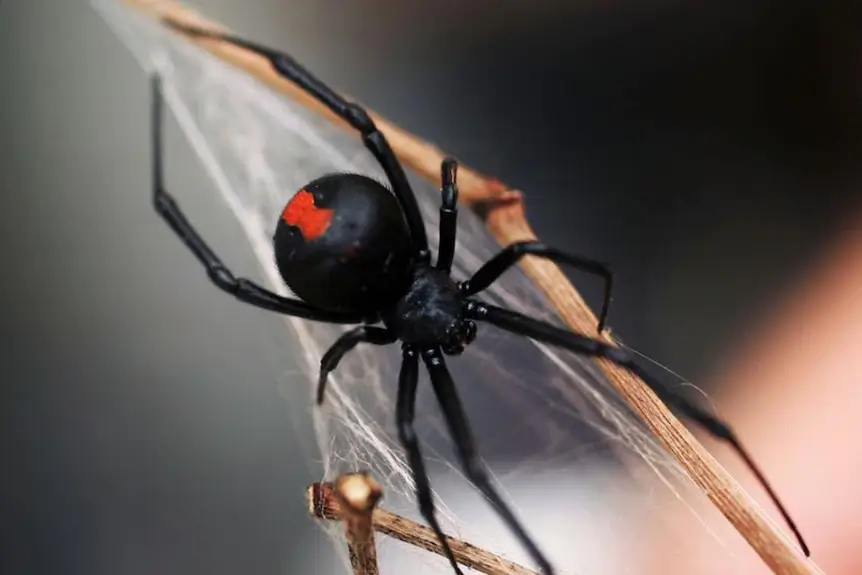 Australia-Redback-spider