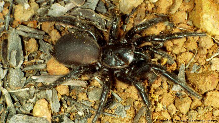 spiders-in-australia