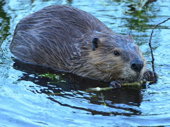 Beavers-canada