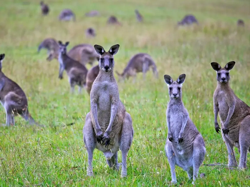 australia-kangaroos