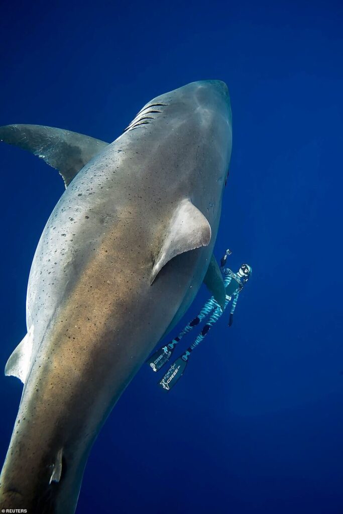 Deep-Blue-biggest-white-shark
