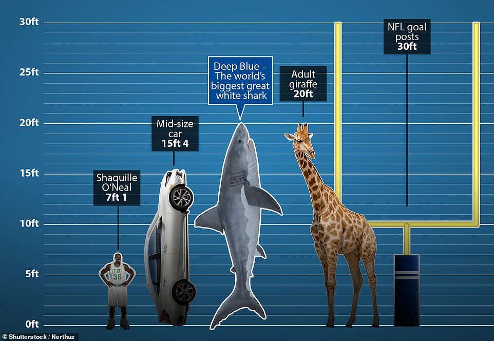Deep-Blue-biggest-white-shark