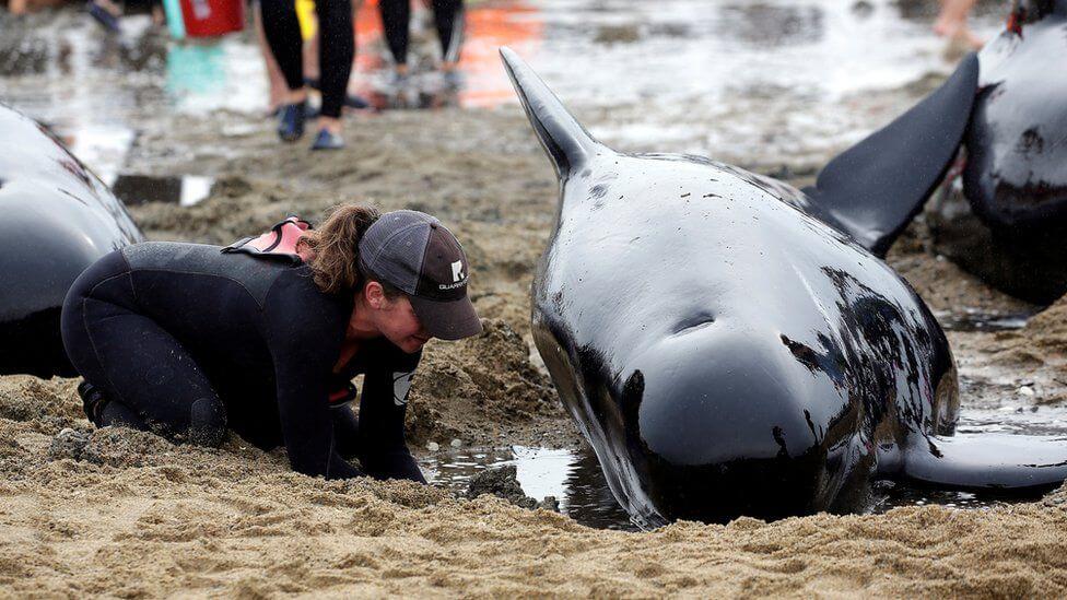 Whale-stranded-at-Farewell-Spit-new-zealand