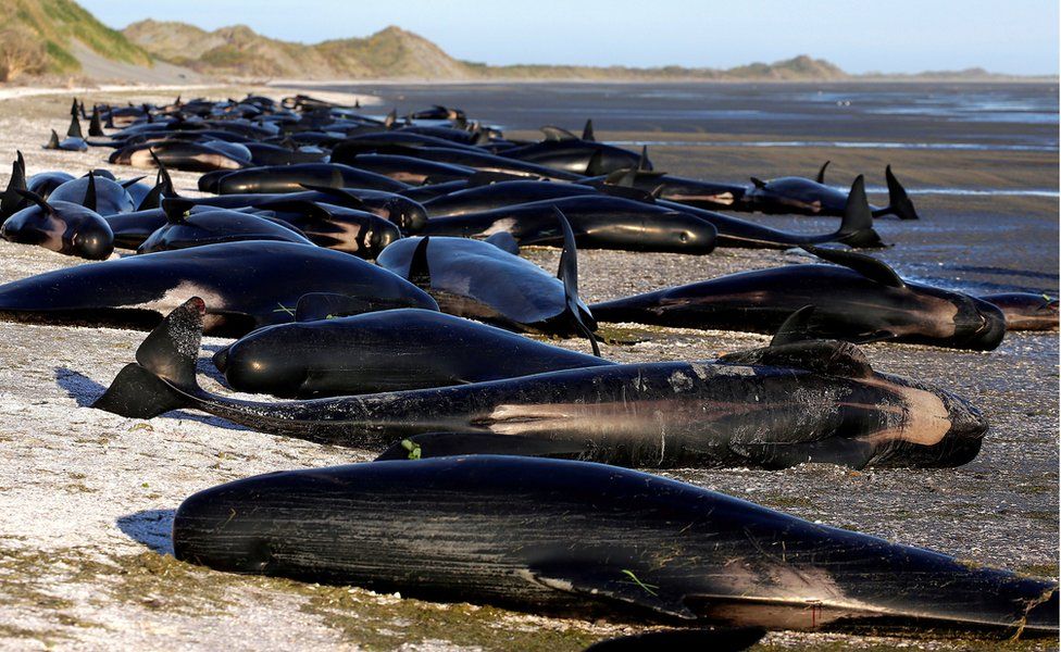Whale-stranded-at-Farewell-Spit-new-zealand