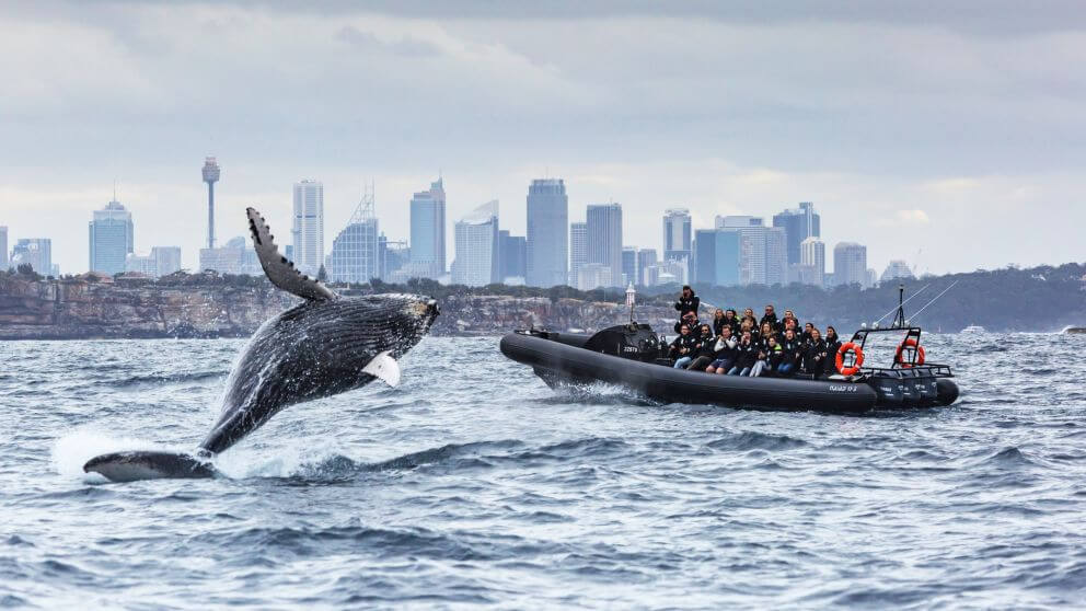 sydney-whale-watching
