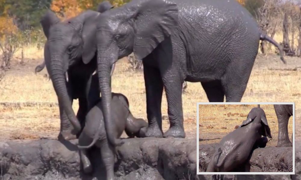 Baby-elephant-try-escape-mud-in-South Africa