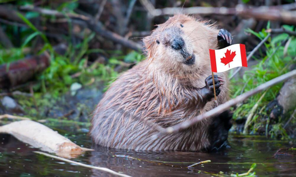 beaver-Canada-national-animal